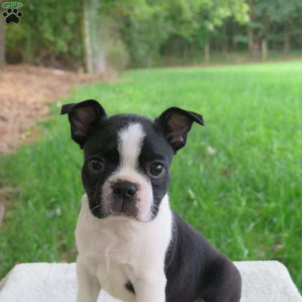Roscoe, Boston Terrier Puppy